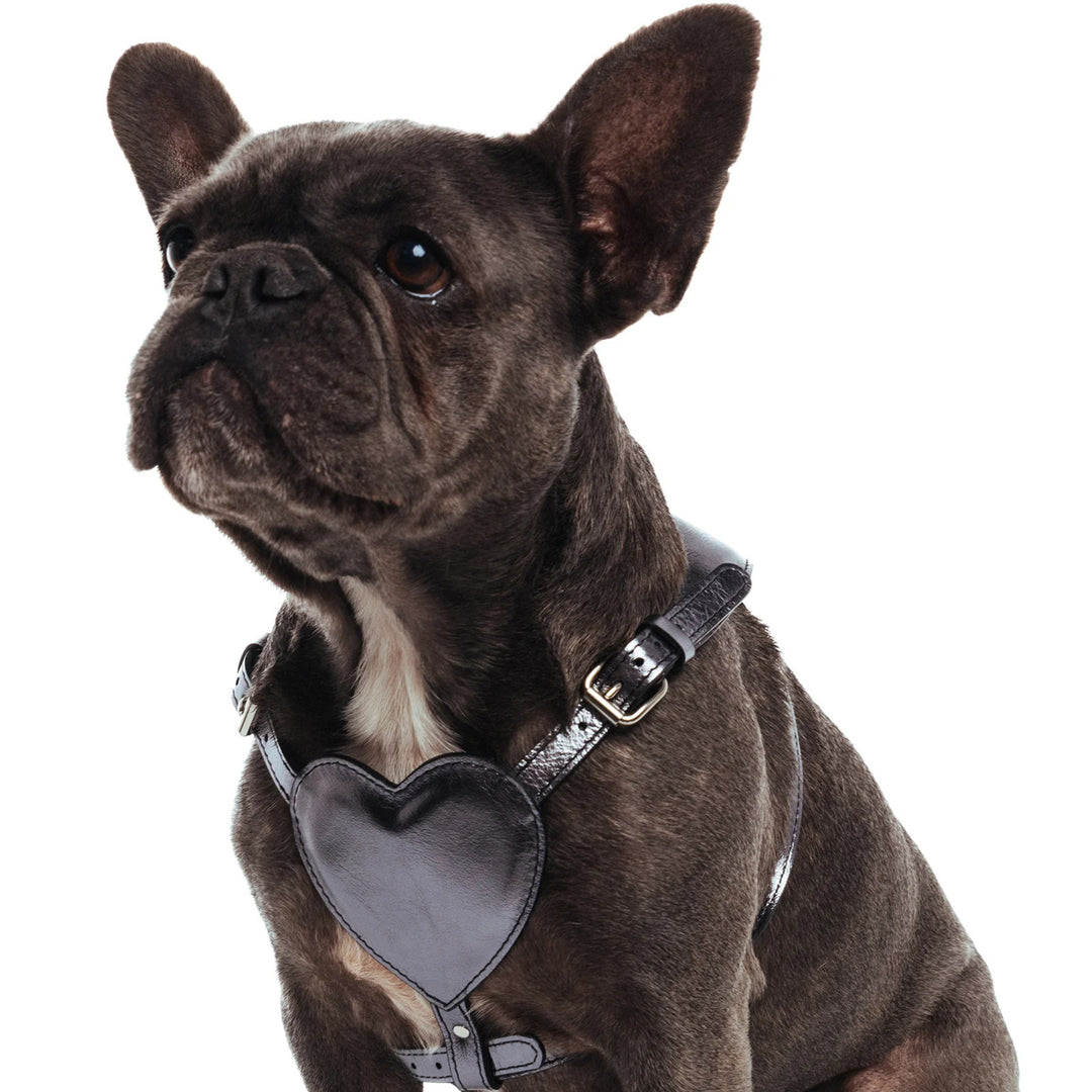 BAURDELLE - HEART HARNESS