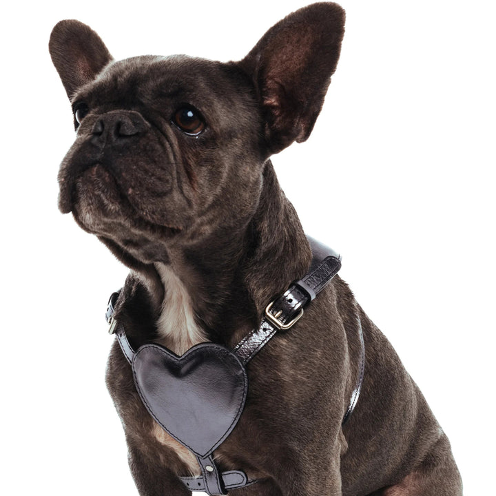 BAURDELLE - HEART HARNESS